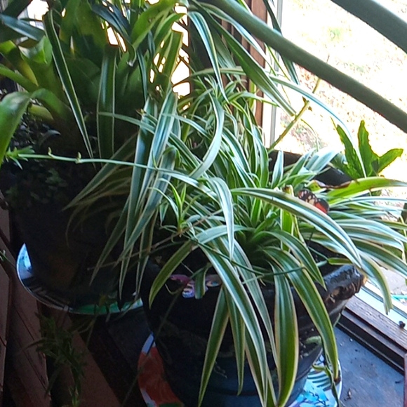 Winter is over  and I need to purge some plants,  10 plant starts, my c… - Picture 10 of 15